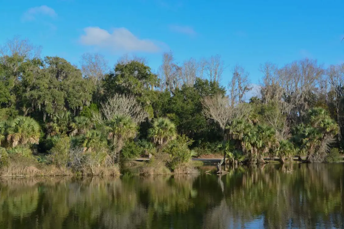 A calm lake surrounded by palm trees and forest at Kathryn Abbey Hanna Park in Jacksonville, FL, under a blue sky.